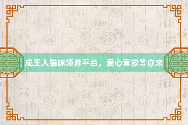 成王人猫咪领养平台,爱心营救等你来